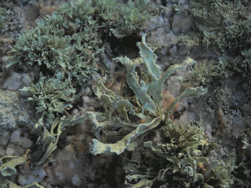 Ramalina polymorpha - ...su granito...